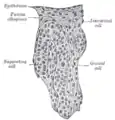 Section of a genital cord of the testis of a human embryo 3.5&nbsp;cm long