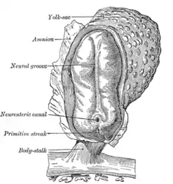 Human embryo—length, 2&nbsp;mm. Dorsal view, with the amnion laid open. X 30.