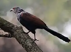 at Narendrapur near Kolkata, West Bengal, India