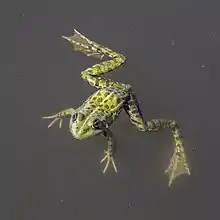 Green frog (Pelophylax esculentus complex) Danube delta