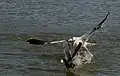 Gull attacking a coot&nbsp;– this gull is probably going after the bread or other food item in the bill of this American coot, though great black-backed gulls are known to kill and eat coots.
