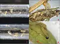 3. eggs; 4. early instar larva; 5. final instar larva
