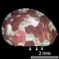 Juvenile shells of approximately 1 – 10&nbsp;mm in length have blue and orange dots, as shown here.