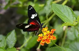 Image 46The Heliconius doris butterfly (from Wildlife of Costa Rica)