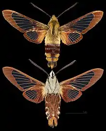 Hemaris thysbe
