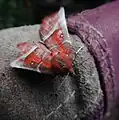 Herald moth, Scoliopteryx libatrix, warming up on a cold day by whirring its wings