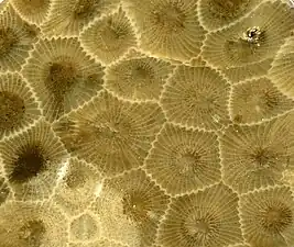 Closeup view, field of view ~3.6&nbsp;cm wide