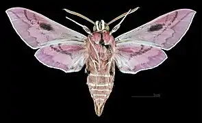 Male underside