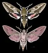 Hyles euphorbiae