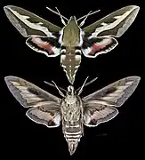 Hyles gallii