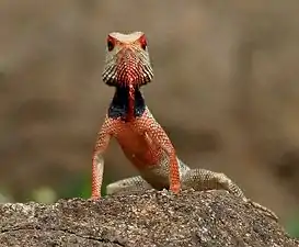 Male in breeding season