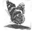 Plate of butterfly by Maria Sybille Merian