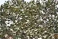 Leaves in  Kolkata, West Bengal, India.