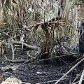 Kilpatrick Hammock Controlled Burn
