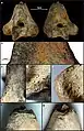 Burial 17 - Sectioned distal extremity of left humerus that was within the adult cranium. Note defleshing and chop marks.