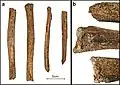 Burial 18 - Long bones had their extremities chopped off.