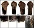 Isolated bone (PN3305) - Chopp proximal humerus with burning and gnawing marks.
