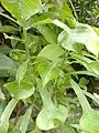 Leaves in West Bengal, India