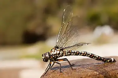 Image 17AeshnidaePhoto: JJ HarrisonThe Tasmanian Darner (Austroaeschna tasmanica) is an Australian species of dragonfly in the Aeshnidae family, which includes some of the largest of the dragonflies on the planet. Also referred to as "hawkers", the name "darner" derives from the fact that the female abdomens look like a sewing needle, as they cut into plant stem when they lay their eggs through the ovipositor.More selected pictures