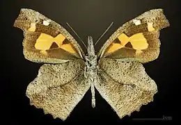 Ventral side