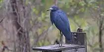 Little blue heron (Egretta caerulea), Fort Bend County, Texas, USA (October 2020)