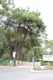 Lone pine tree atOatley Park, NSW -Pinus brutia