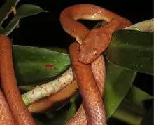Snake