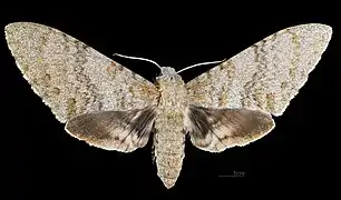Female dorsal