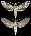 Manduca brontes