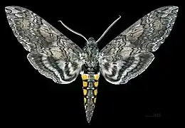Female
