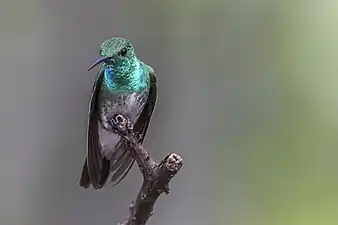 Image 6The mangrove hummingbird is endemic to Costa Rica and specializes in feeding from the tea mangrove plant with its uniquely shaped beak. (from Wildlife of Costa Rica)