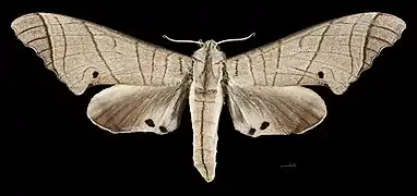 Male, dorsal view