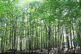 Bijinbayashi