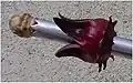 Decoring&nbsp;— removal of a seed capsule from the fruit using a simple hand-held gadget to obtain its calyx
