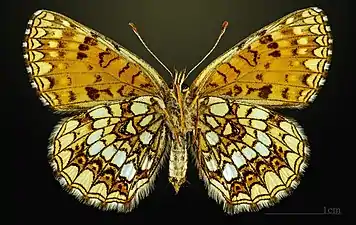 Female underside