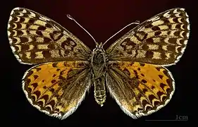 Female