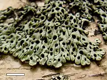 Menegazzia pertransita growing on a tree in New Zealand. Scale bar = 1&nbsp;cm.