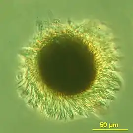 Mesodinium rubrum produce deep red blooms using enslaved chloroplasts from their algal prey