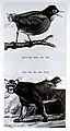 Tiger and not a morning bird, 1977Collage and letterset on cardboard