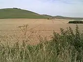 Milk Hill and Walkers Hill