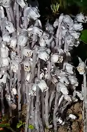 Growing at Puget&nbsp;Sound, Washington