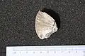Protrachyceras longobardicum