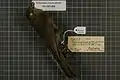 Bird skin specimen, Gilbert's whistler (Pachycephala inornata)  (Gould, 1844)