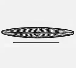 Navicula tripunctatatype species scale= 50 µm