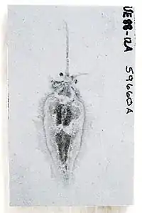 Nectocaris pteryx from the Burgess Shale; funnel is visible folded to left of specimen. Image from Smith (2013)..mw-parser-output cite.citation{font-style:inherit;word-wrap:break-word}.mw-parser-output .citation q{quotes:"\"""\"""'""'"}.mw-parser-output .citation:target{background-color:rgba(0,127,255,0.133)}.mw-parser-output .id-lock-free a,.mw-parser-output .citation .cs1-lock-free a{background:url("//upload.wikimedia.org/wikipedia/commons/6/65/Lock-green.svg")right 0.1em center/9px no-repeat}.mw-parser-output .id-lock-limited a,.mw-parser-output .id-lock-registration a,.mw-parser-output .citation .cs1-lock-limited a,.mw-parser-output .citation .cs1-lock-registration a{background:url("//upload.wikimedia.org/wikipedia/commons/d/d6/Lock-gray-alt-2.svg")right 0.1em center/9px no-repeat}.mw-parser-output .id-lock-subscription a,.mw-parser-output .citation .cs1-lock-subscription a{background:url("//upload.wikimedia.org/wikipedia/commons/a/aa/Lock-red-alt-2.svg")right 0.1em center/9px no-repeat}.mw-parser-output .cs1-ws-icon a{background:url("//upload.wikimedia.org/wikipedia/commons/4/4c/Wikisource-logo.svg")right 0.1em center/12px no-repeat}.mw-parser-output .cs1-code{color:inherit;background:inherit;border:none;padding:inherit}.mw-parser-output .cs1-hidden-error{display:none;color:#d33}.mw-parser-output .cs1-visible-error{color:#d33}.mw-parser-output .cs1-maint{display:none;color:#3a3;margin-left:0.3em}.mw-parser-output .cs1-format{font-size:95%}.mw-parser-output .cs1-kern-left{padding-left:0.2em}.mw-parser-output .cs1-kern-right{padding-right:0.2em}.mw-parser-output .citation .mw-selflink{font-weight:inherit}Smith, Martin R. (2013). "Nectocaridid ecology, diversity, and affinity: Early origin of a cephalopod-like body plan". Paleobiology. 39 (2): 297–321. Bibcode:2013Pbio...39..297S. doi:10.1666/12029. S2CID&nbsp;85744624.