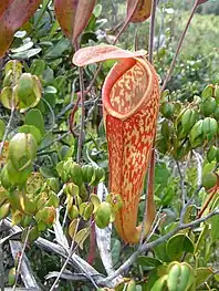 N.&nbsp;klossii × N.&nbsp;maxima