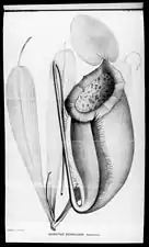Illustration of N. merrilliana from Macfarlane's type description of 1911