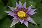 Nymphaea nouchali var. zanzibariensis