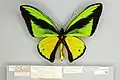 Photograph of a pinned butterfly with notes below