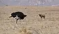 Ostrich